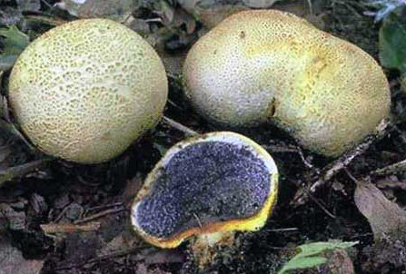 Sderoderma citrinum (Sderoderma aurantium)